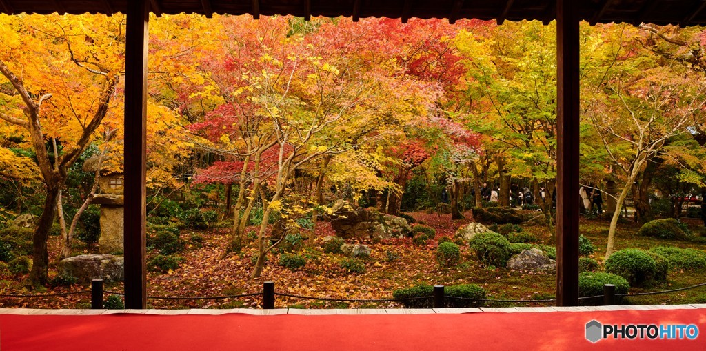 京窓の紅葉②