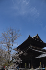 京の桜　2021　南禅寺②