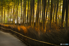 竹林の朝