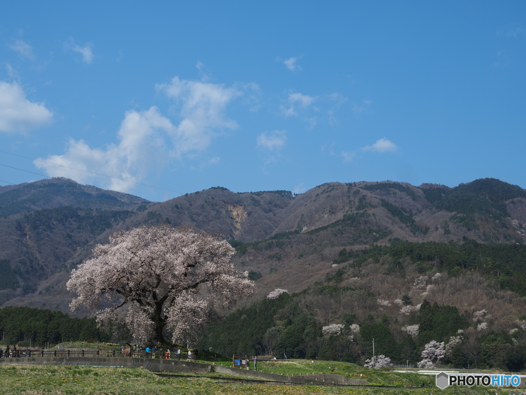 わに塚の一本桜