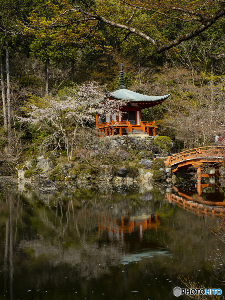 京の桜　2021　醍醐寺②