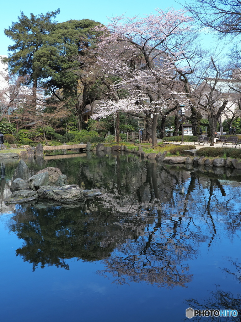 標準木より見事な桜