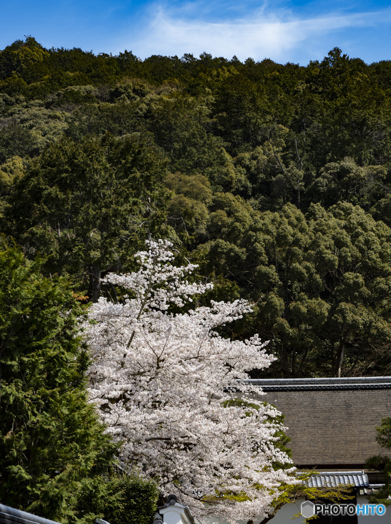 京の桜　2021　南禅寺③