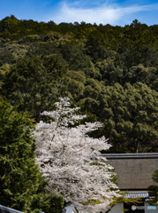 京の桜　2021　南禅寺③