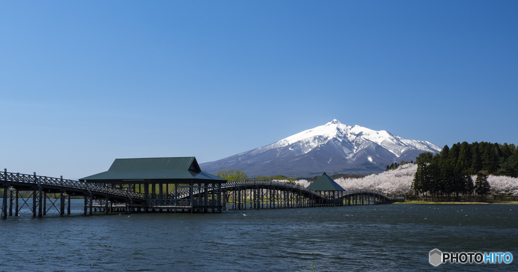 東北桜　2021　岩木山　②