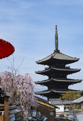 京の桜　2021　八坂の塔②