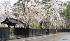 武家屋敷枝垂桜(角館)①　祭り中止閉鎖中