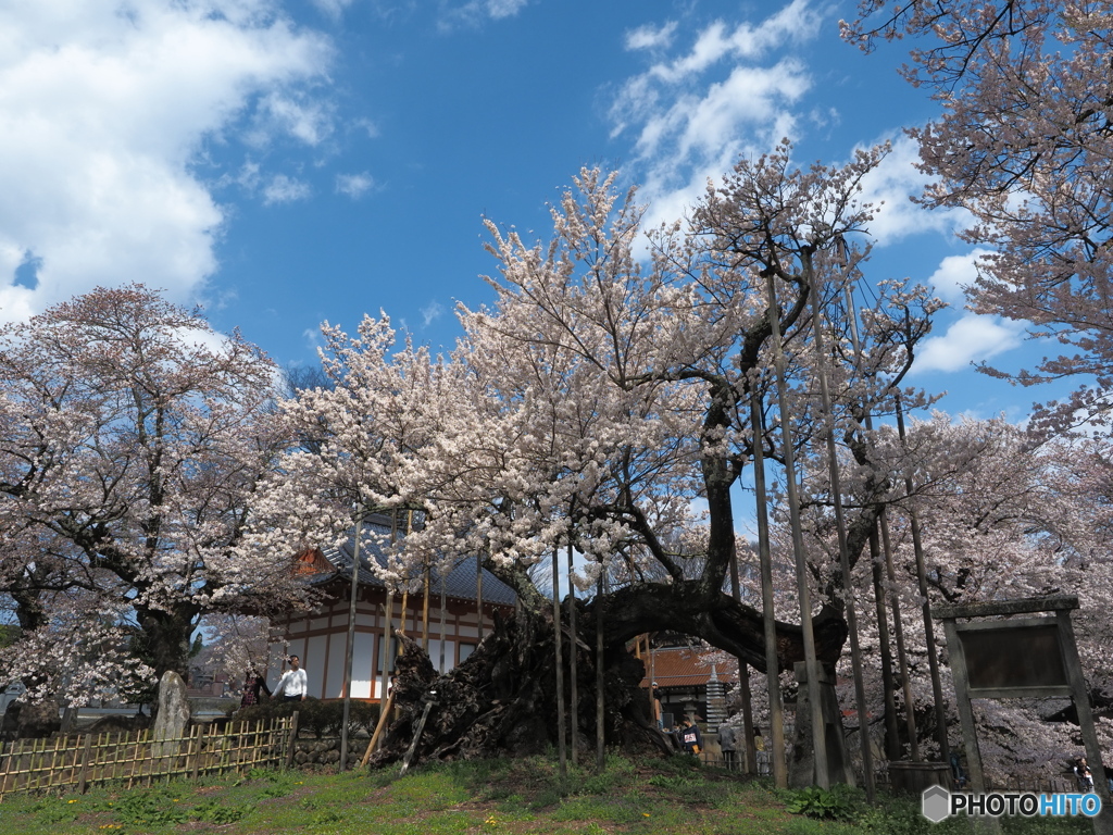 山高神代桜
