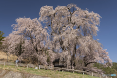 薬師堂の枝垂れ桜