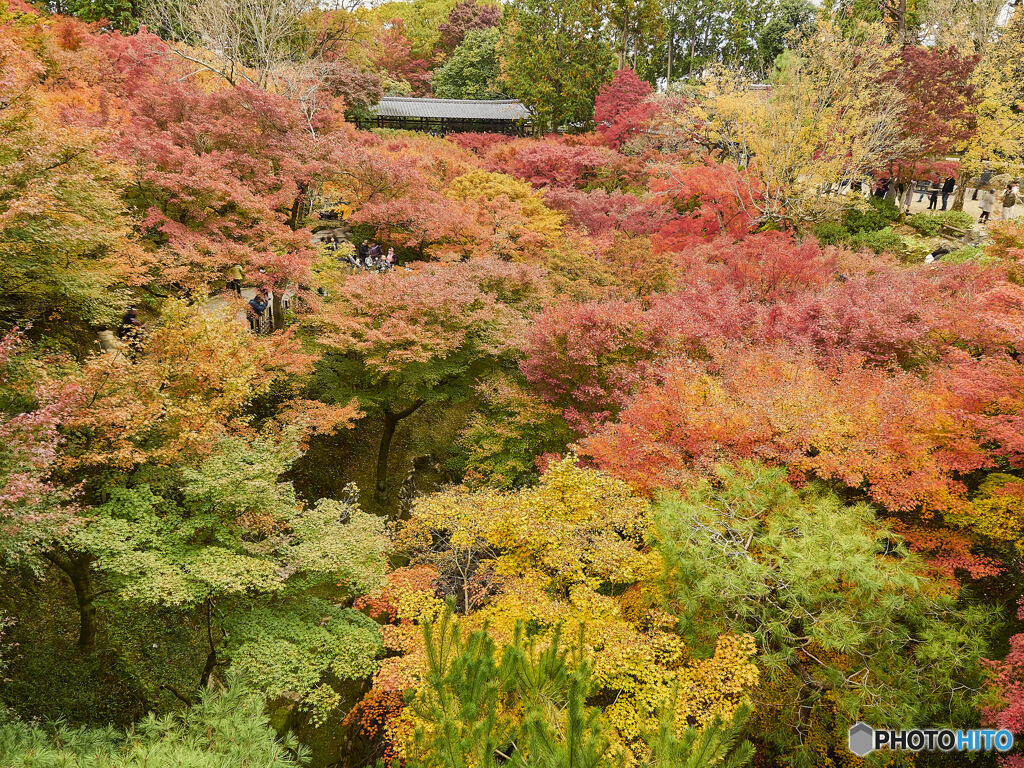 東福寺④