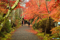 秋の参道