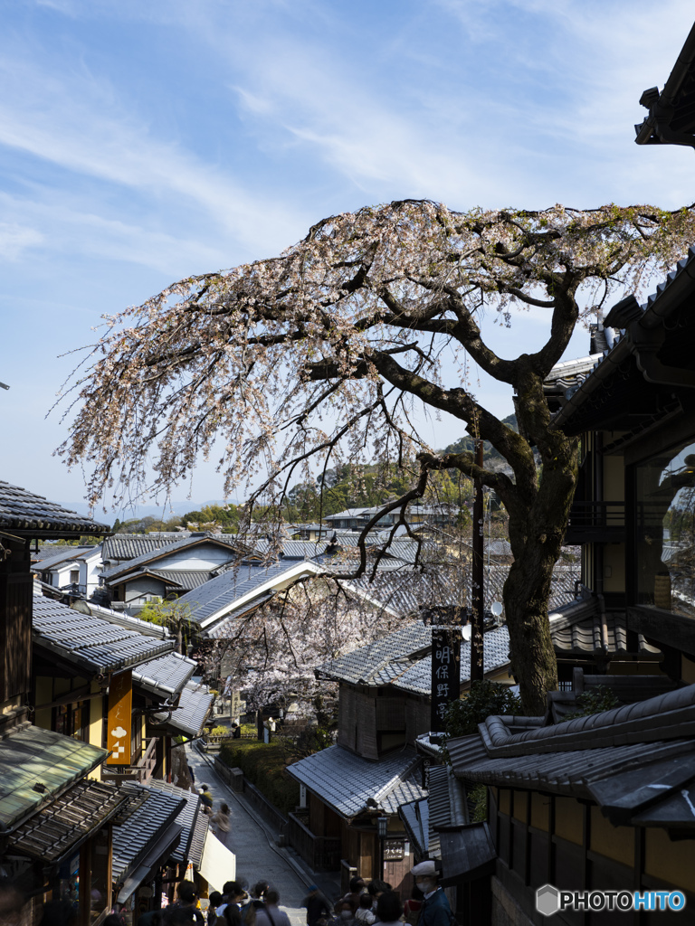 京の桜　2021　産寧坂