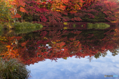 雲場池の彩