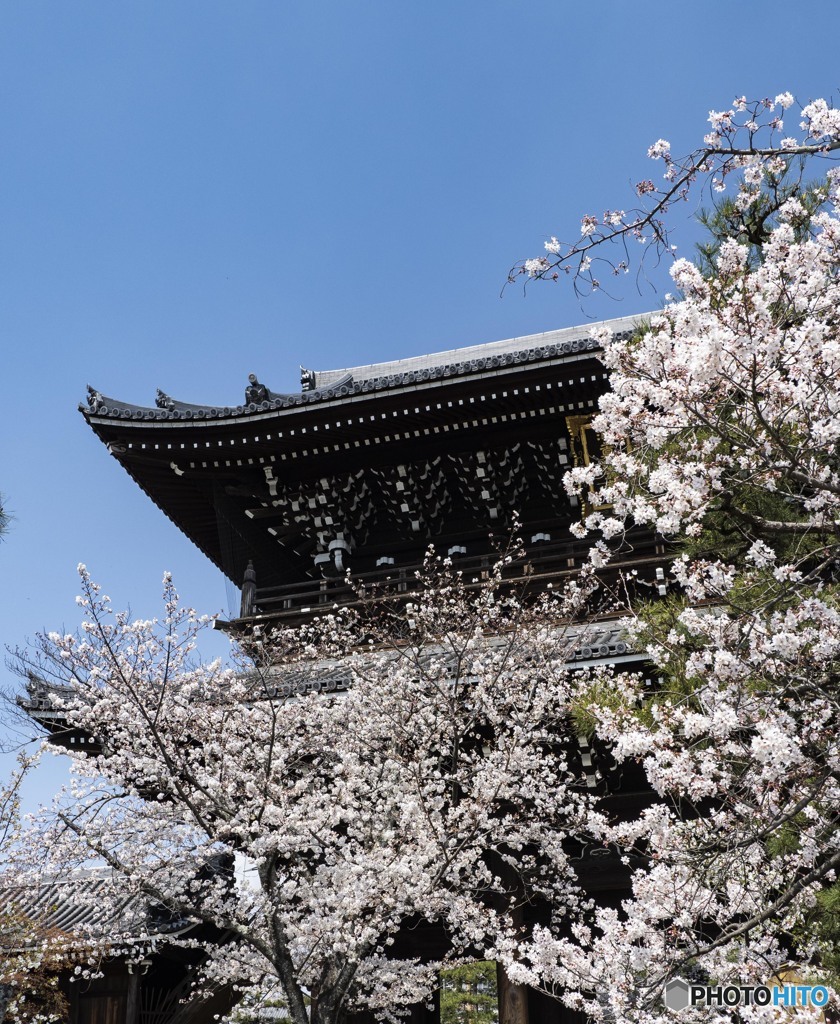 京の桜　2021　金戒光明寺