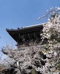 京の桜　2021　金戒光明寺