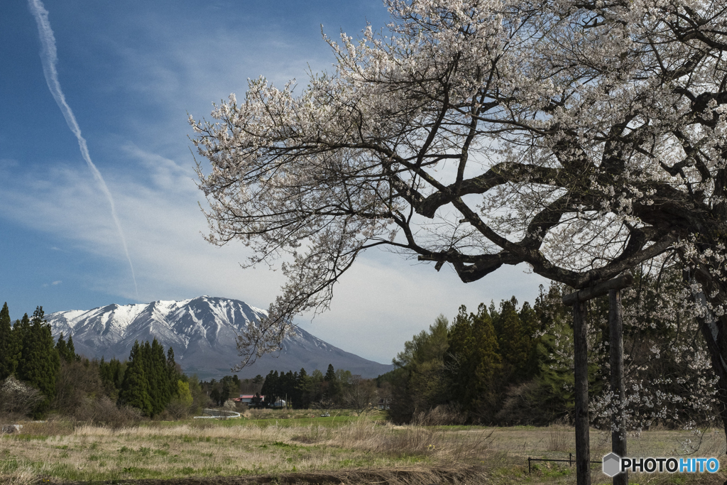 小岩井　弘法桜