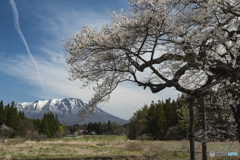 小岩井　弘法桜