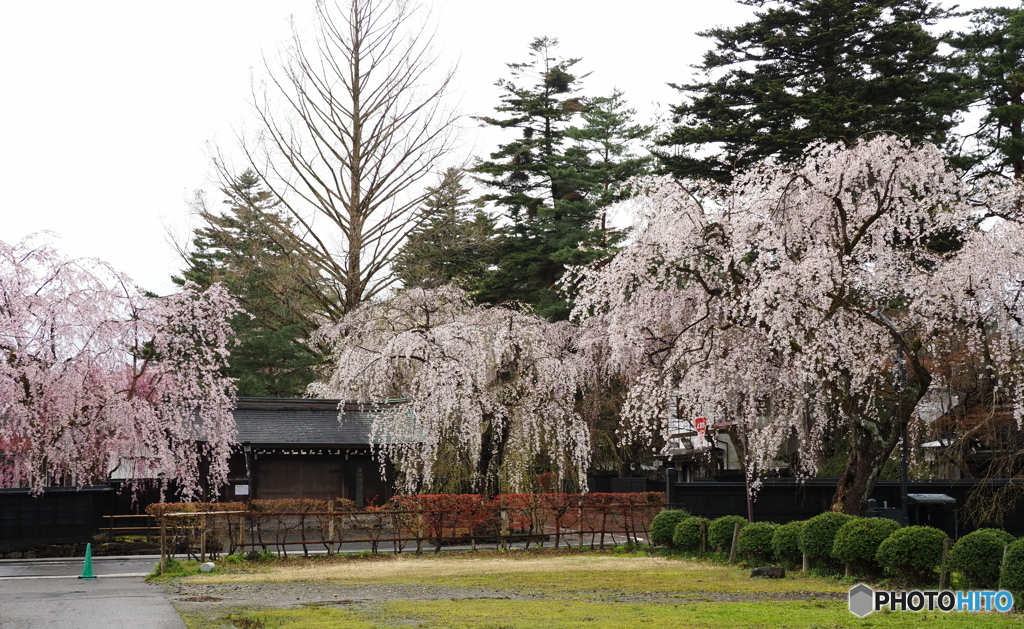 武家屋敷枝垂桜(角館)②　祭り中止閉鎖中