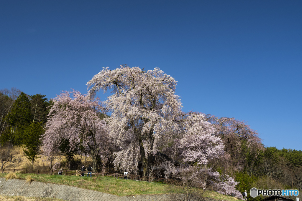 勝間薬師堂の枝垂れ桜　2021　②