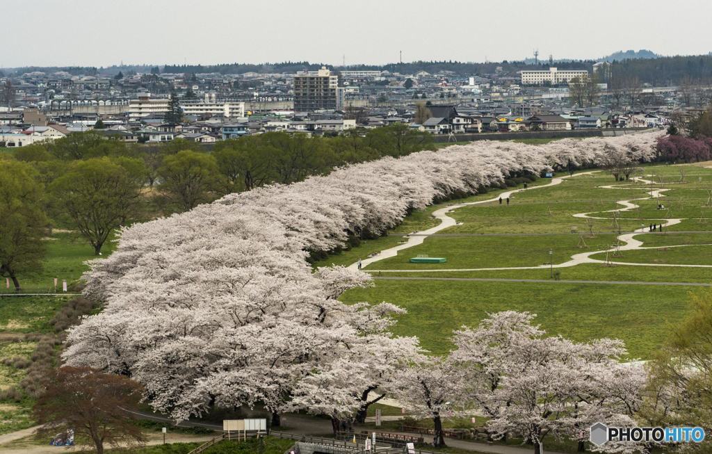 桜の大蛇？