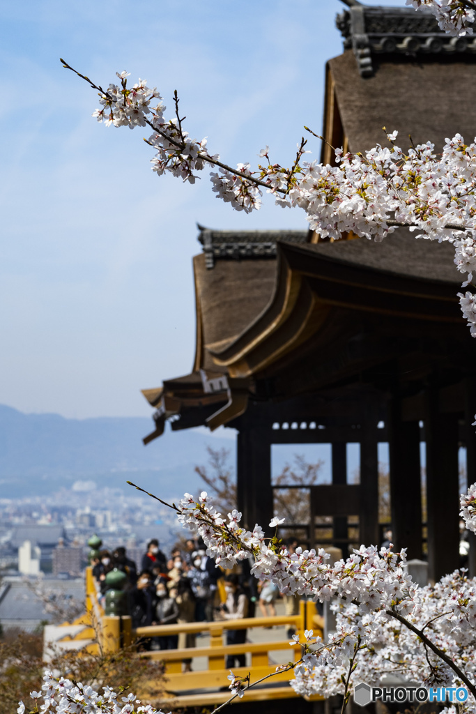 京の桜　2021　清水寺