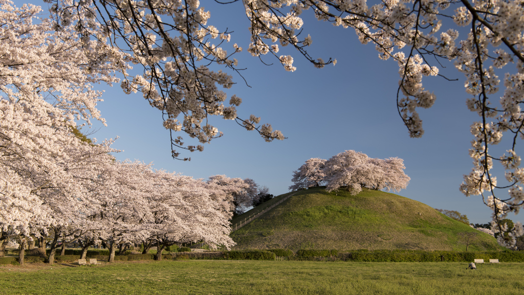 古墳公園の桜