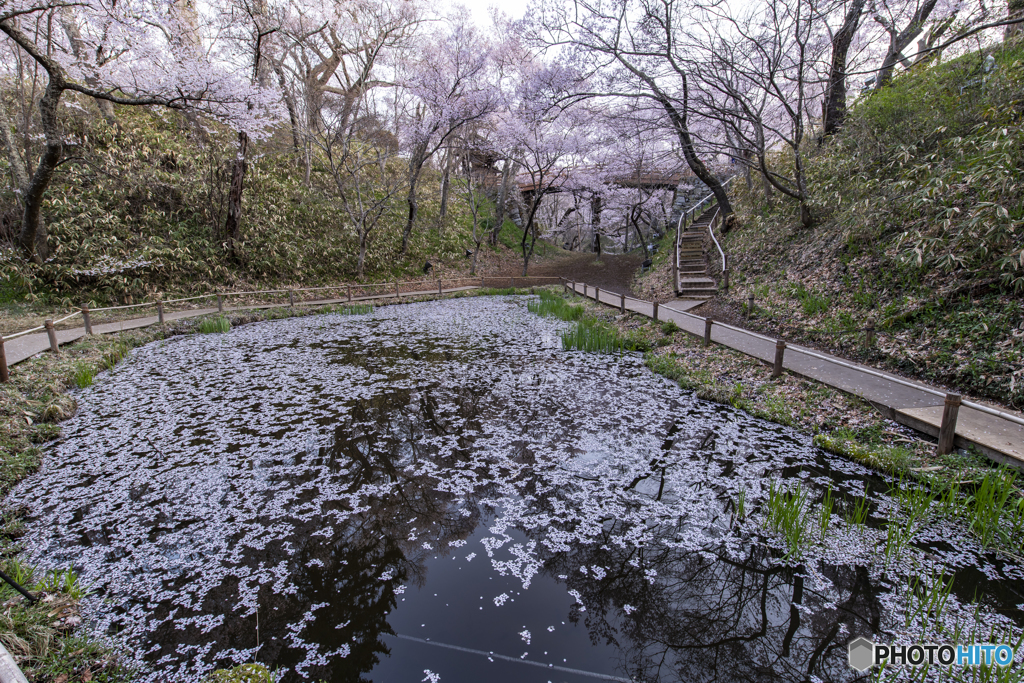 高遠城址の桜