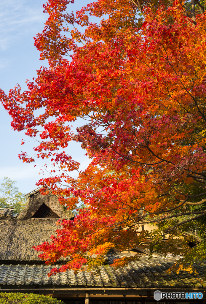 今年一番の紅葉？