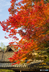 今年一番の紅葉？
