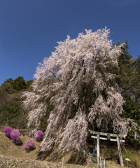 滝桜よりすごい