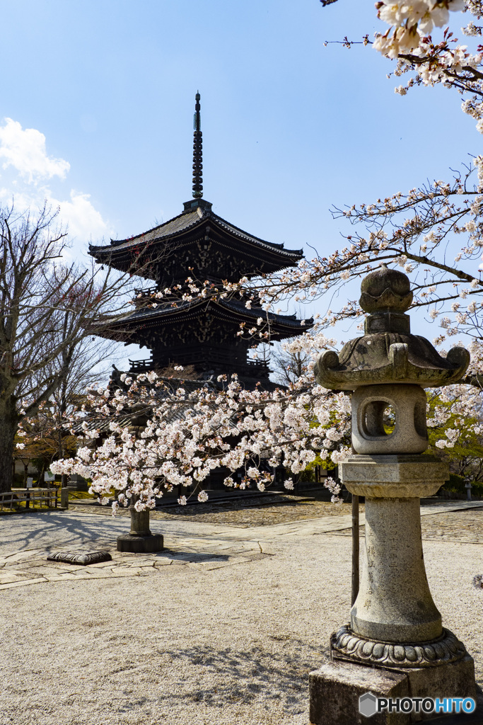 京の桜　2021　真如堂