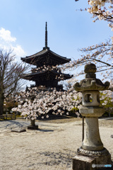 京の桜　2021　真如堂