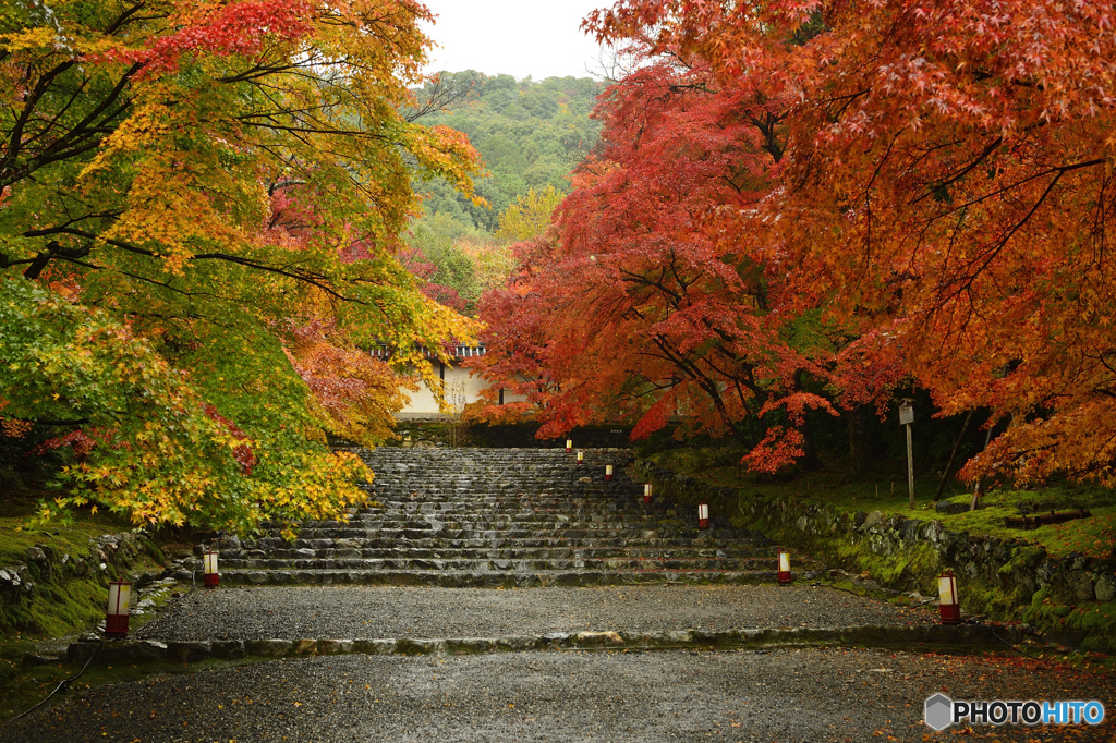 静かに濡れる紅葉