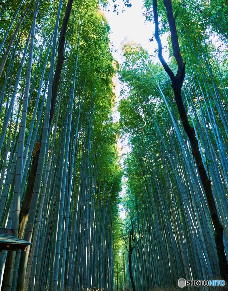 嵯峨野の竹林