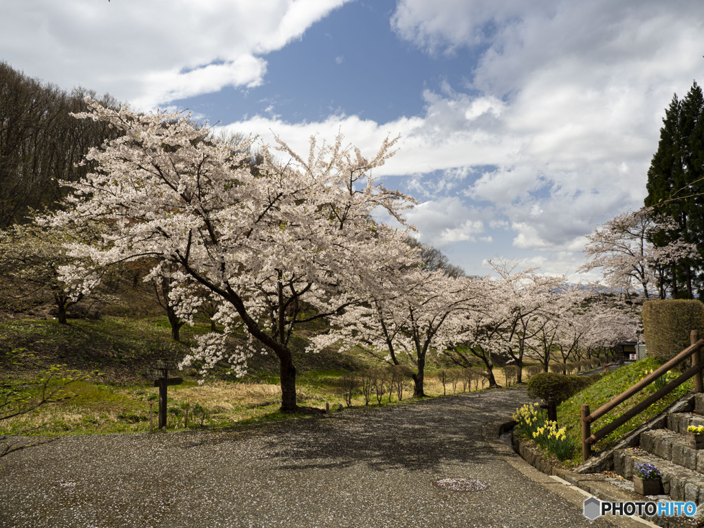 東北桜　北上　2021　①