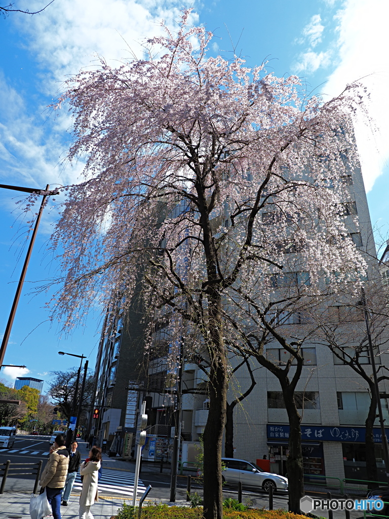 ソメイヨシノ開花の東京、靖国神社の外の枝垂れ桜