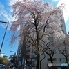 ソメイヨシノ開花の東京、靖国神社の外の枝垂れ桜