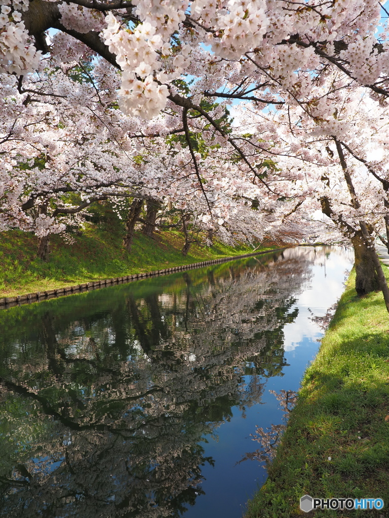 弘前公園東濠①(閉鎖中)