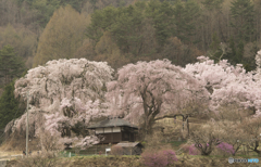 勝間薬師堂のしだれ桜