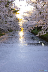 東北桜　2021　弘前公園　夜　②