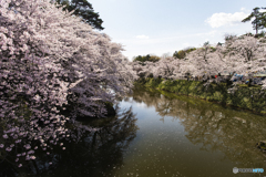 弘前公園 2017 内濠②