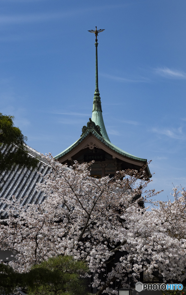 京の桜　2021　祇園堂
