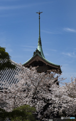 京の桜　2021　祇園堂