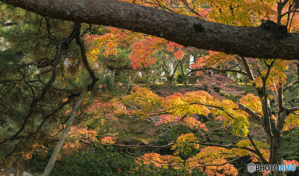 秋の寸景(高台寺)