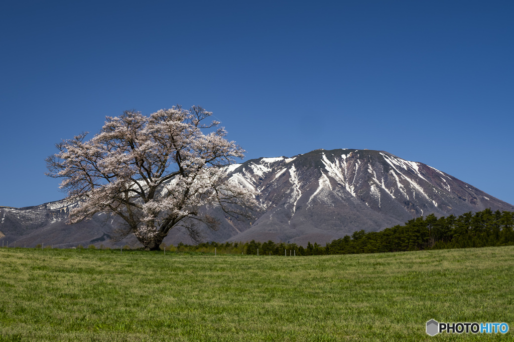 東北桜　2021　岩手山　②