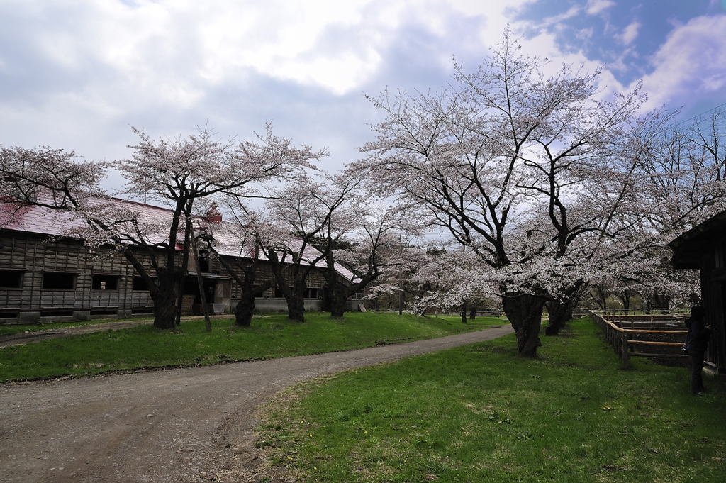 小岩井の春