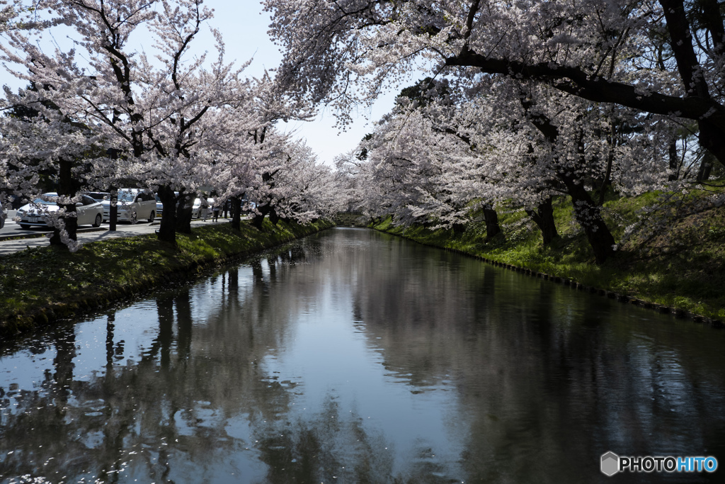 東北桜　2021　弘前公園　昼　③