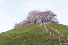 古墳の桜