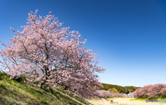 ①みなみの桜 2018