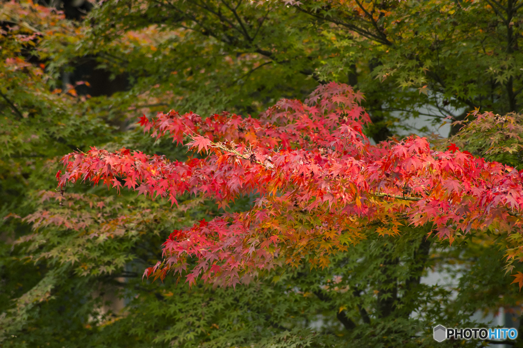 知恩院のモミジ
